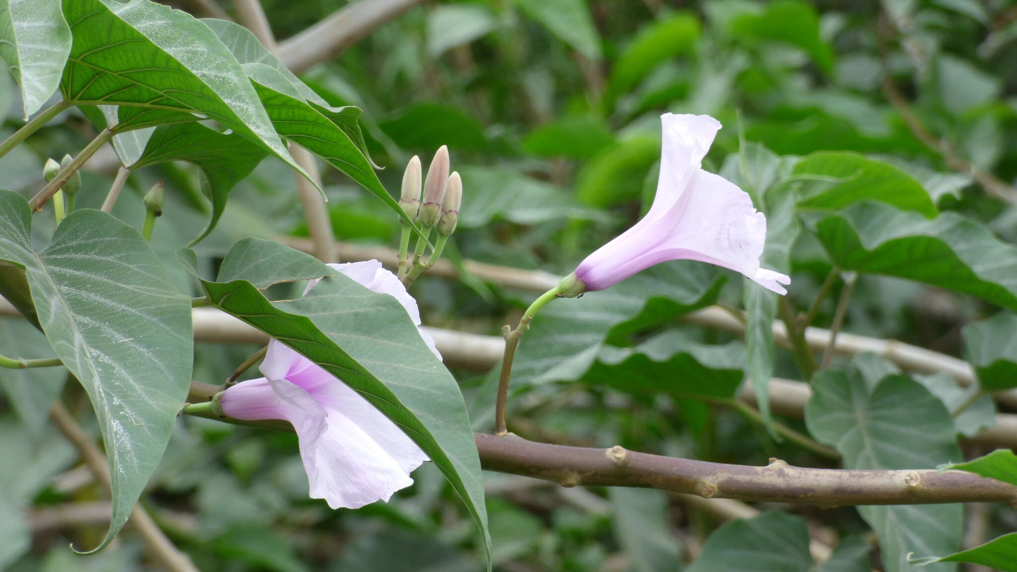 Imagem de Ipomoea carnea subsp. fistulosa (Mart. ex Choisy) D. F. Austin