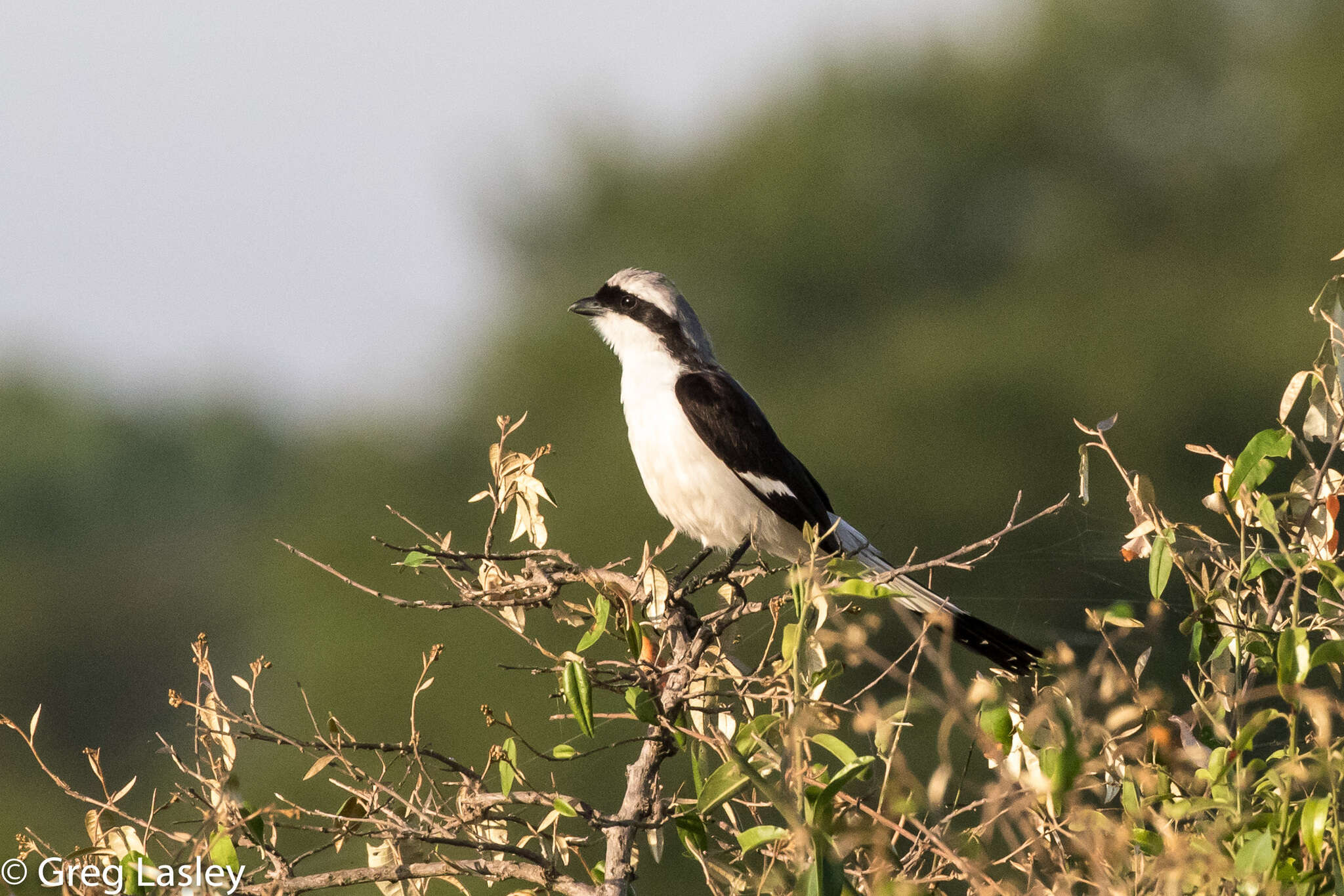 Слика од Lanius excubitoroides Prévost & Des Murs 1847