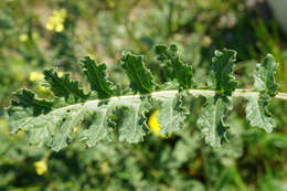 Image of Erucastrum nasturtiifolium (Poir.) O. E. Schulz