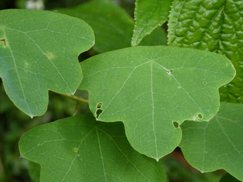 Image of Tropaeolum emarginatum Turcz.