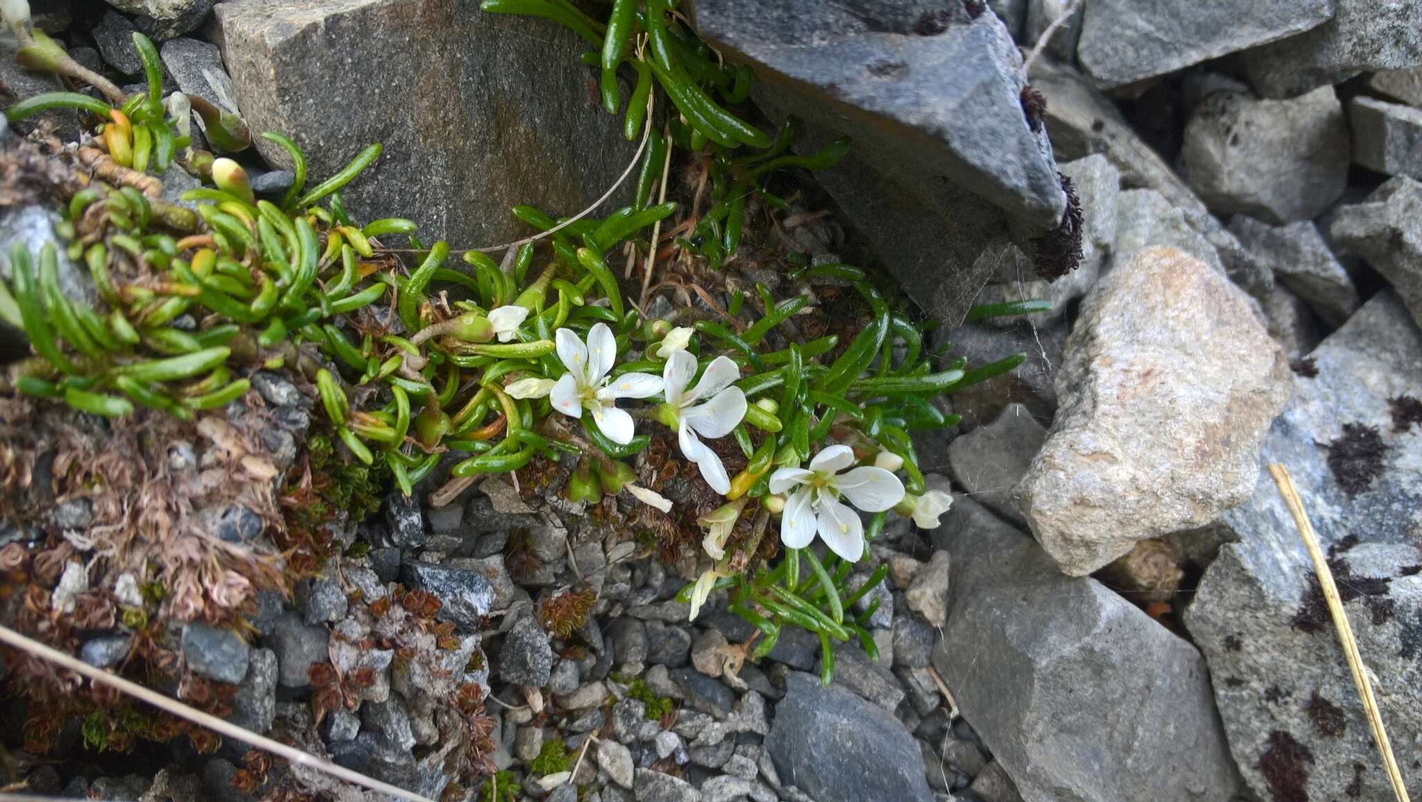 Image of Montia sessiliflora (G. Simpson) Heenan