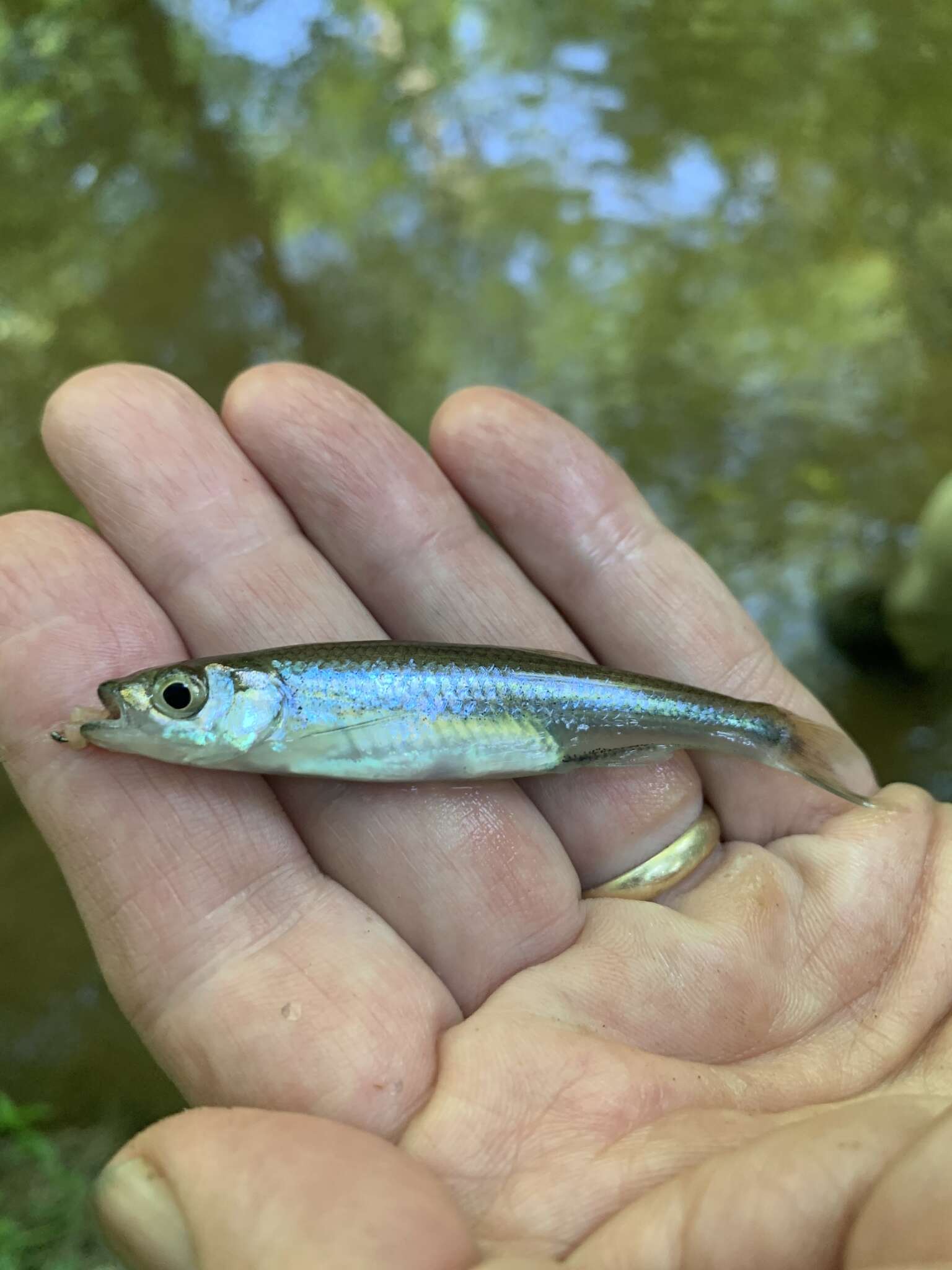 Image de Notropis amoenus (Abbott 1874)