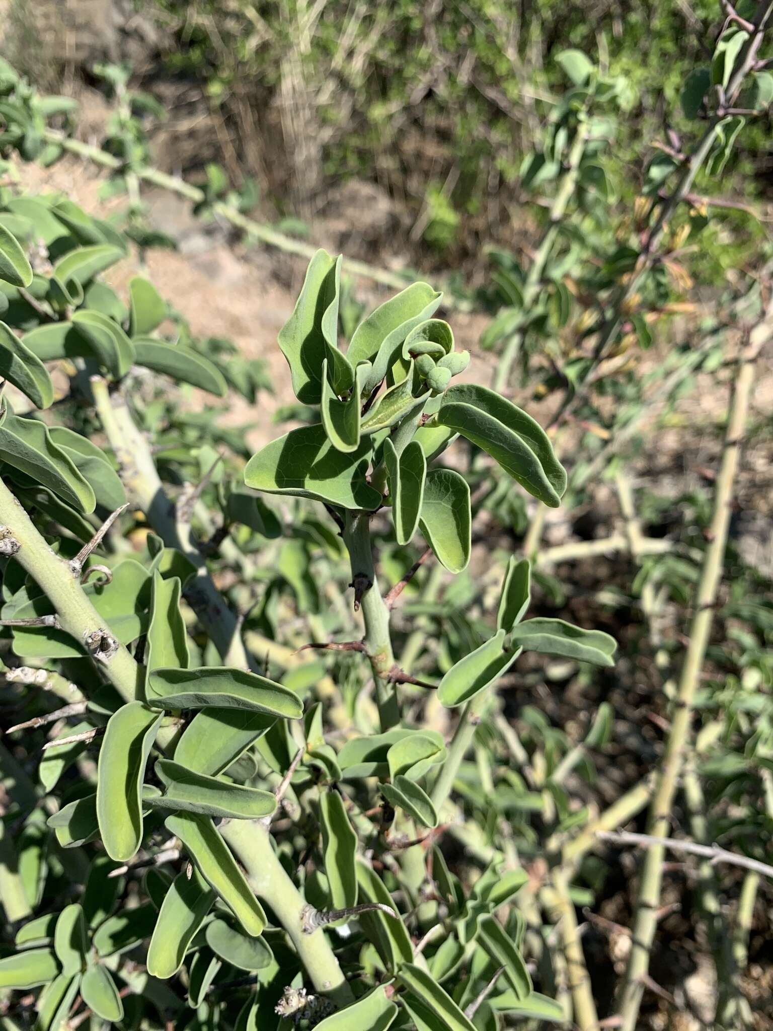 Imagem de Adenia spinosa Burtt Davy