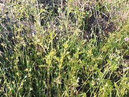 Image of hairyfruit chervil