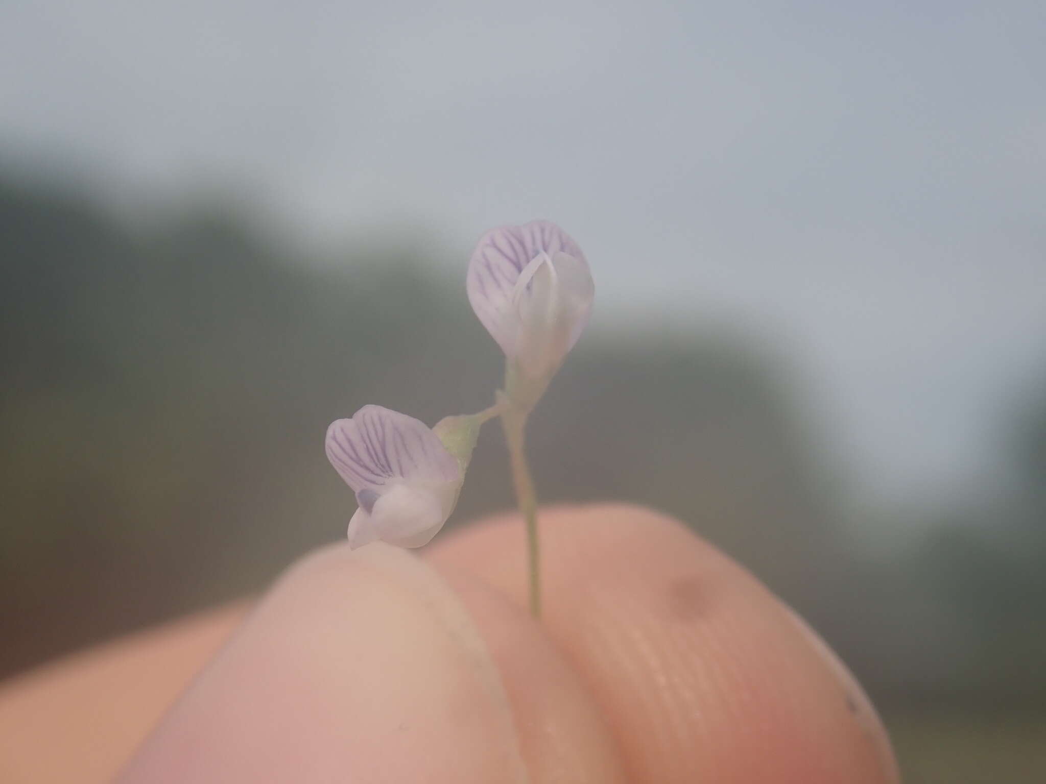 Vicia tetrasperma var. tetrasperma的圖片