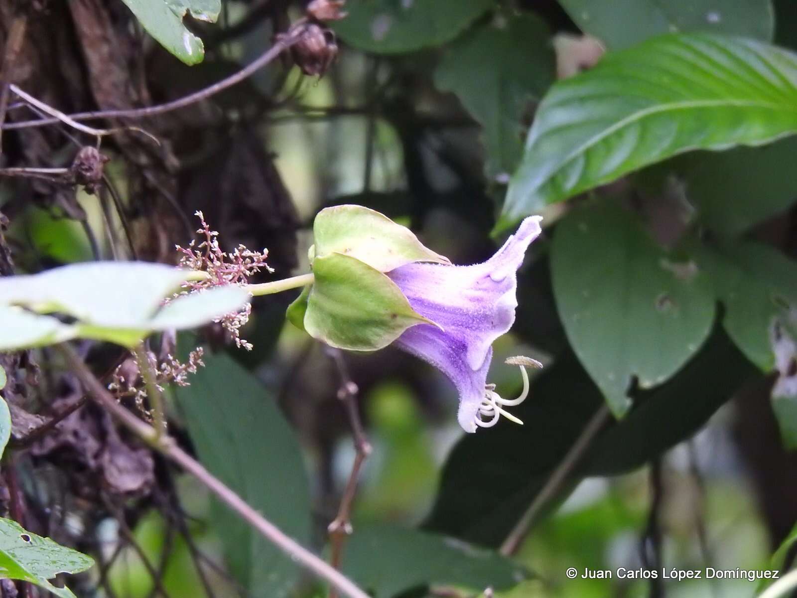 Image of Cobaea paneroi L. A. Prather