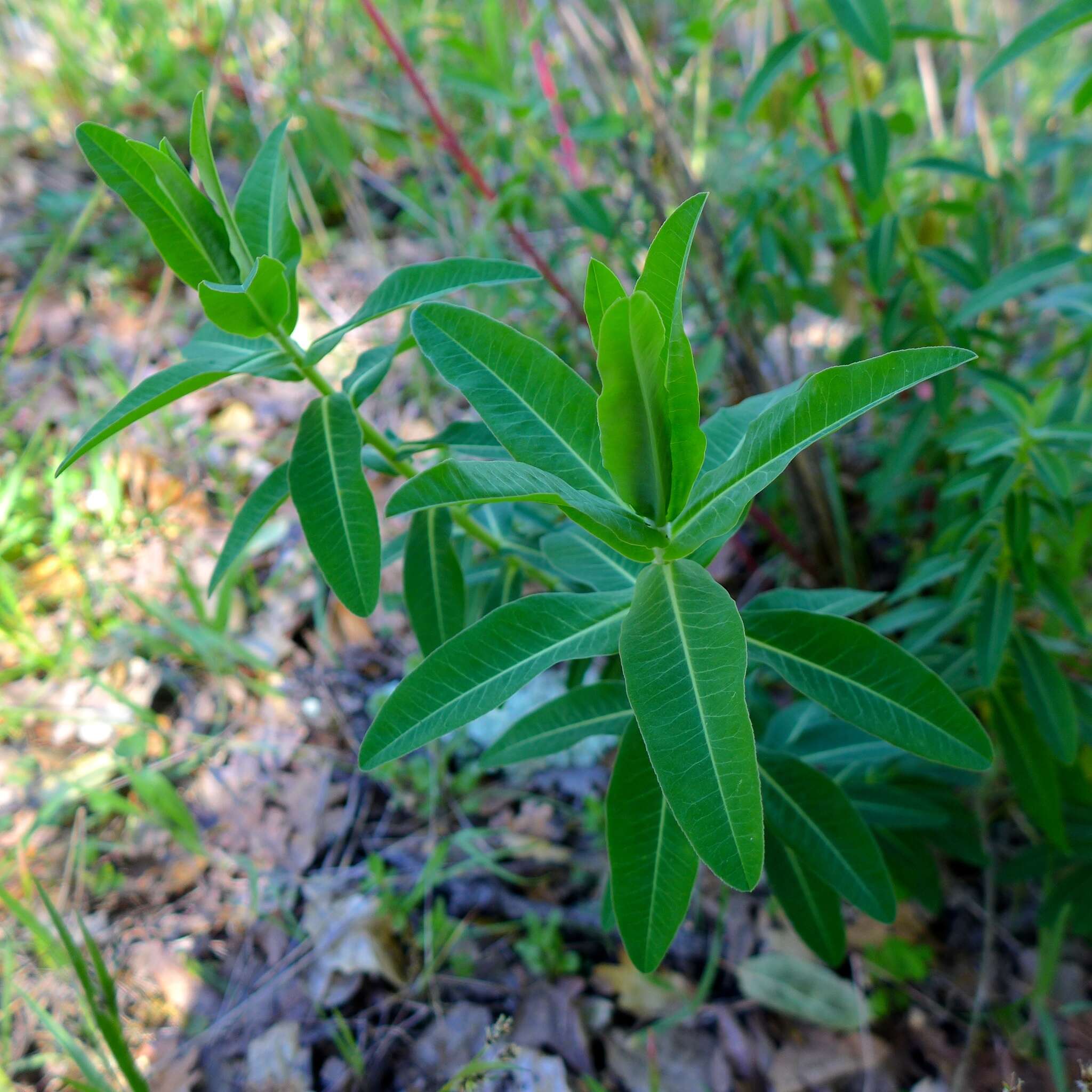 Euphorbia oblongata Griseb. resmi