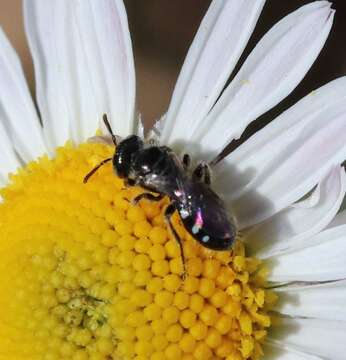 Imagem de Perdita sexmaculata Cockerell 1895