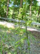 Image of Epipactis albensis Nováková & Rydlo