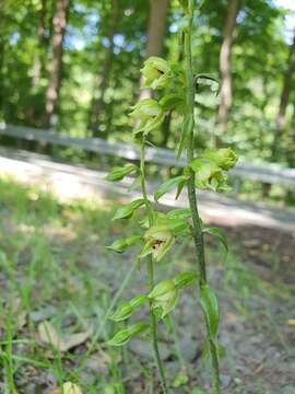 Image of Epipactis albensis Nováková & Rydlo