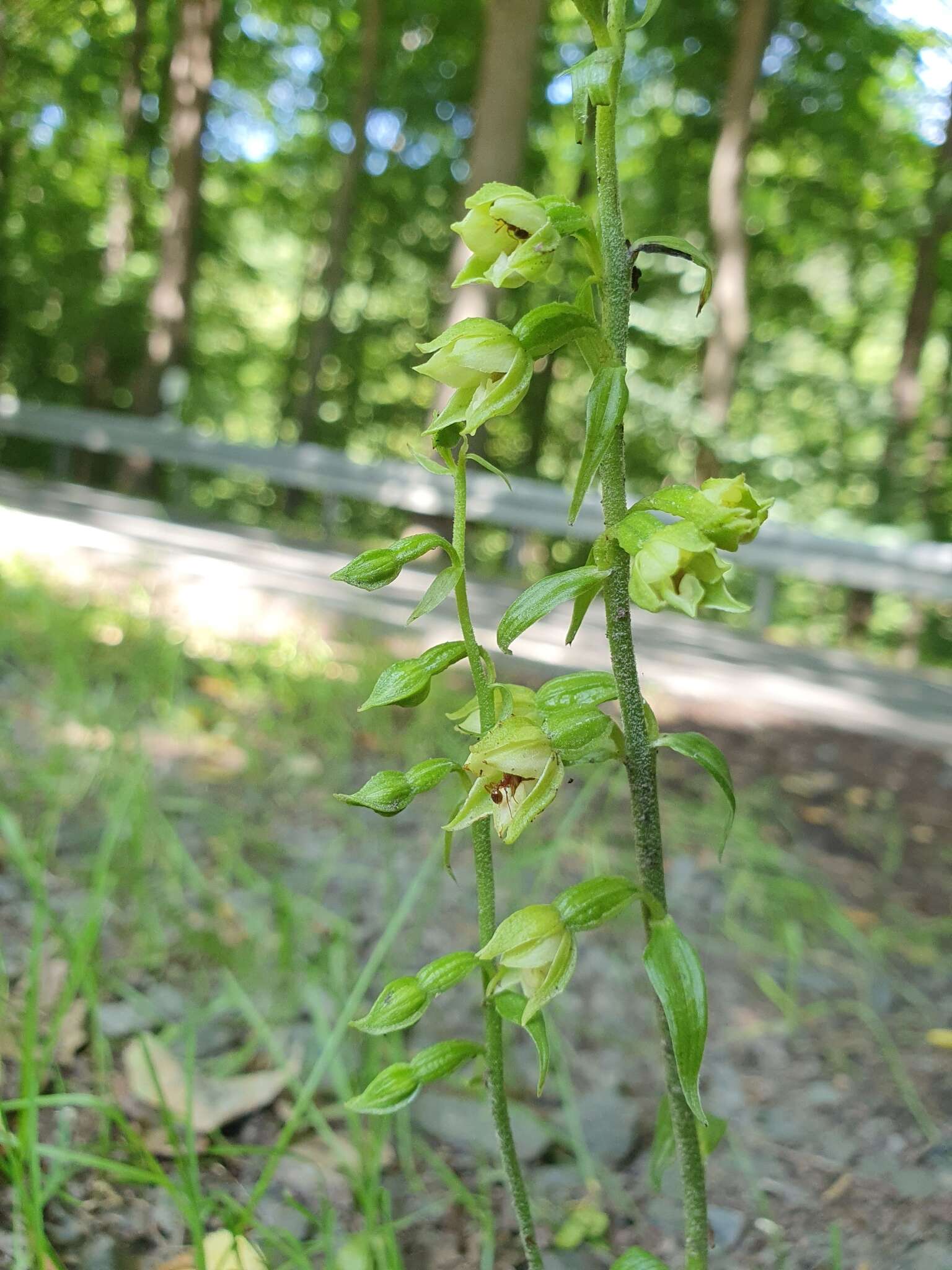 Image of Epipactis albensis Nováková & Rydlo