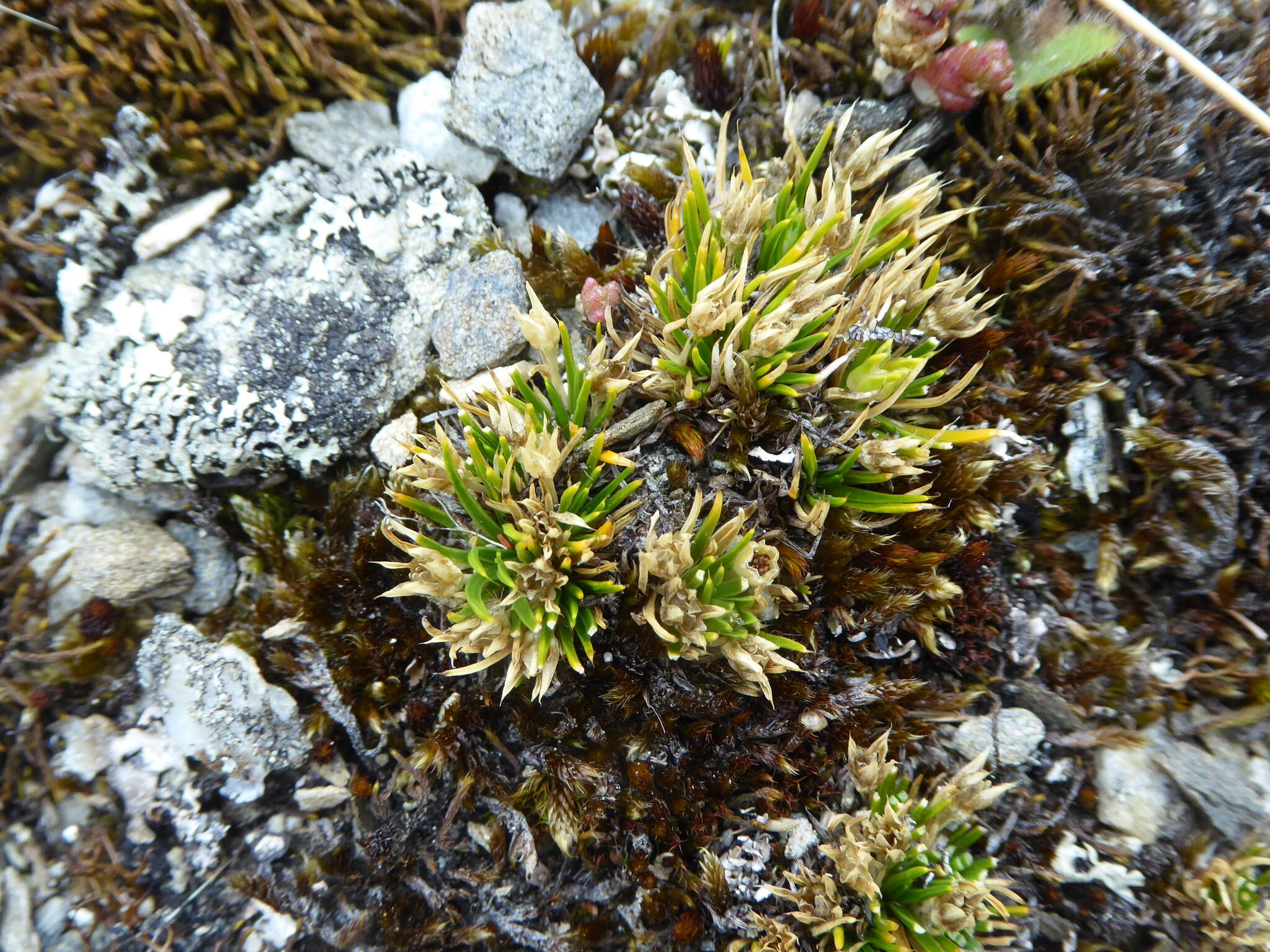 Image of Colobanthus strictus Cheeseman