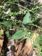 Слика од Verbena scabra Vahl