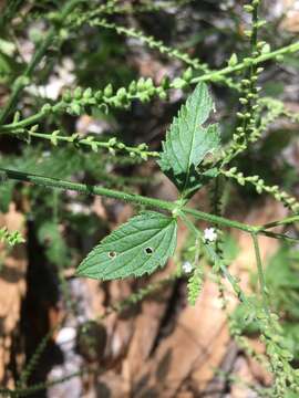 Image of Sandpaper Vervain