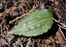 Image of Tipularia japonica Matsum.