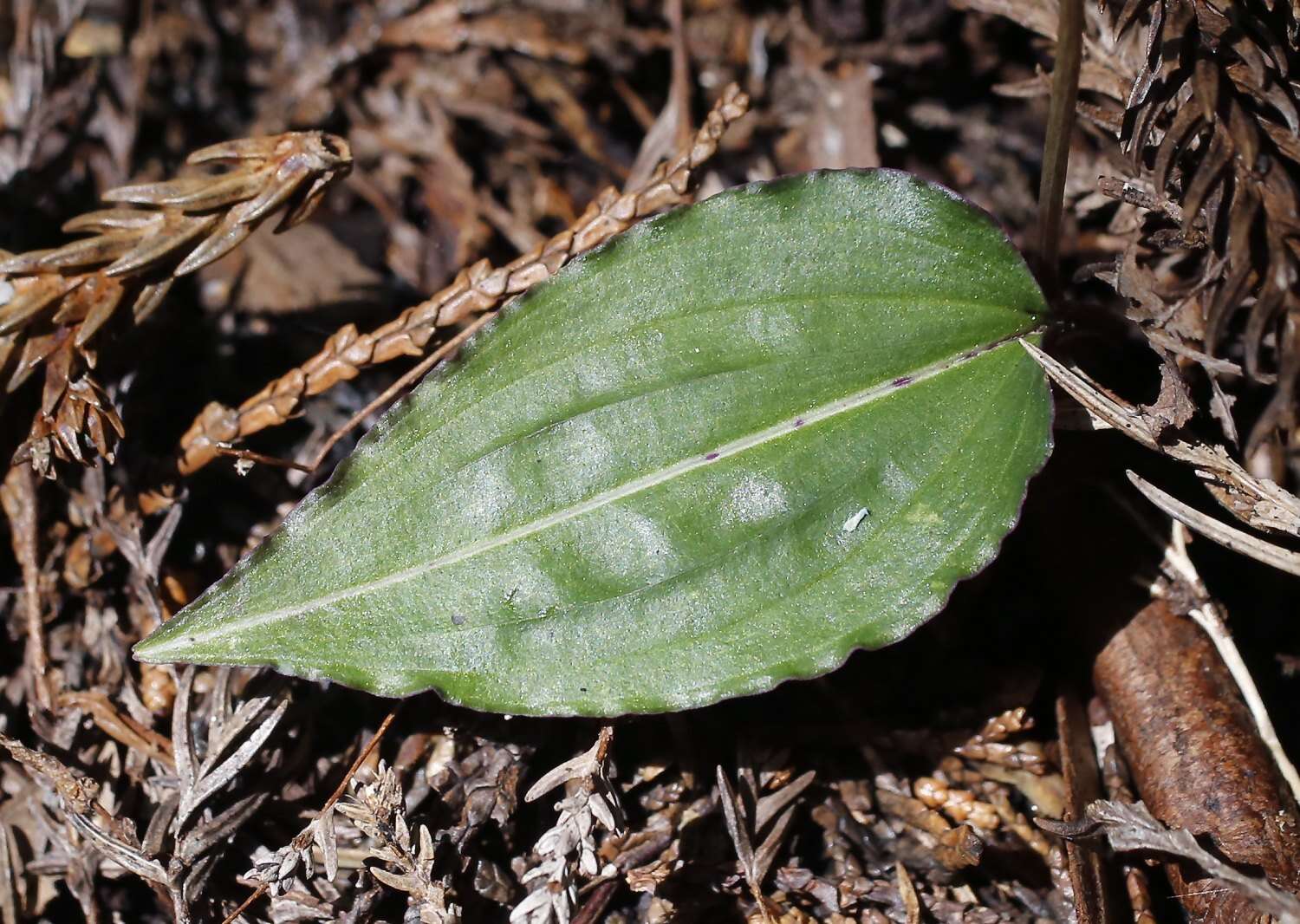 Tipularia japonica Matsum. resmi