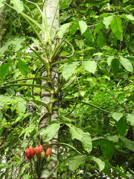 Imagem de Syngonium podophyllum Schott