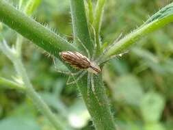 Image of Peucetia rubrolineata Keyserling 1877