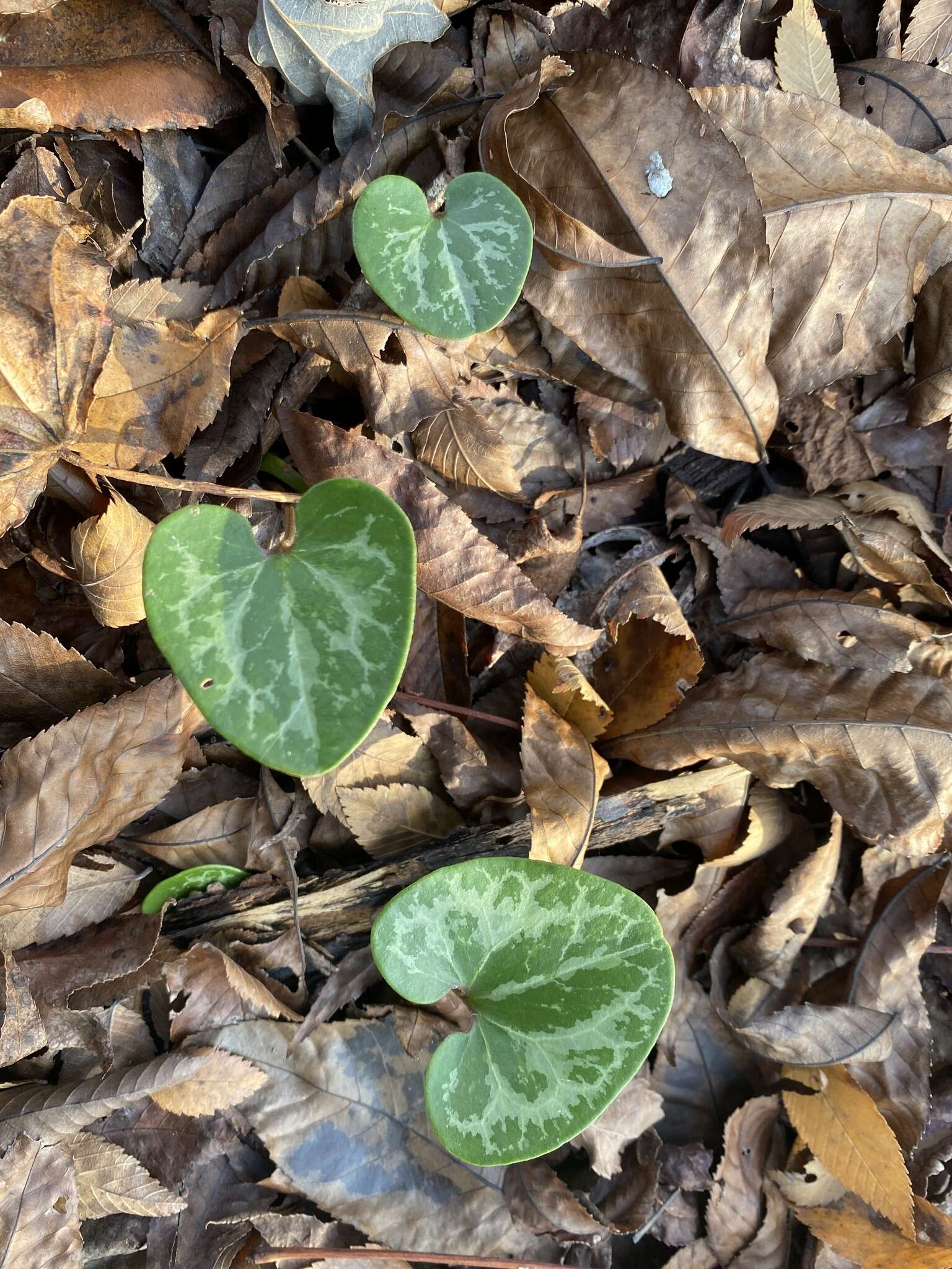 Image of Lewis' heartleaf