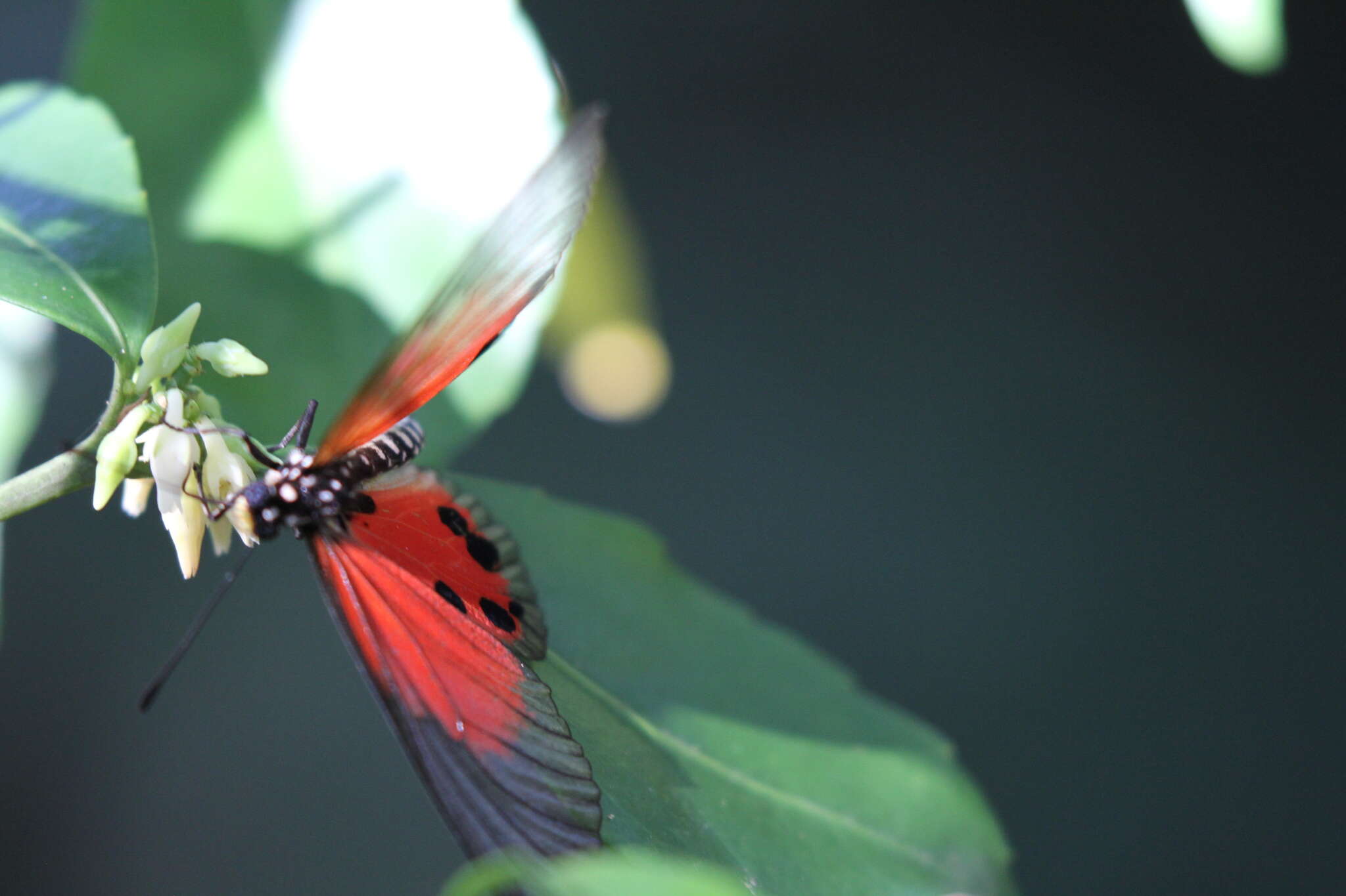 Image of Acraea damii Snellen van Vollenhoven 1869