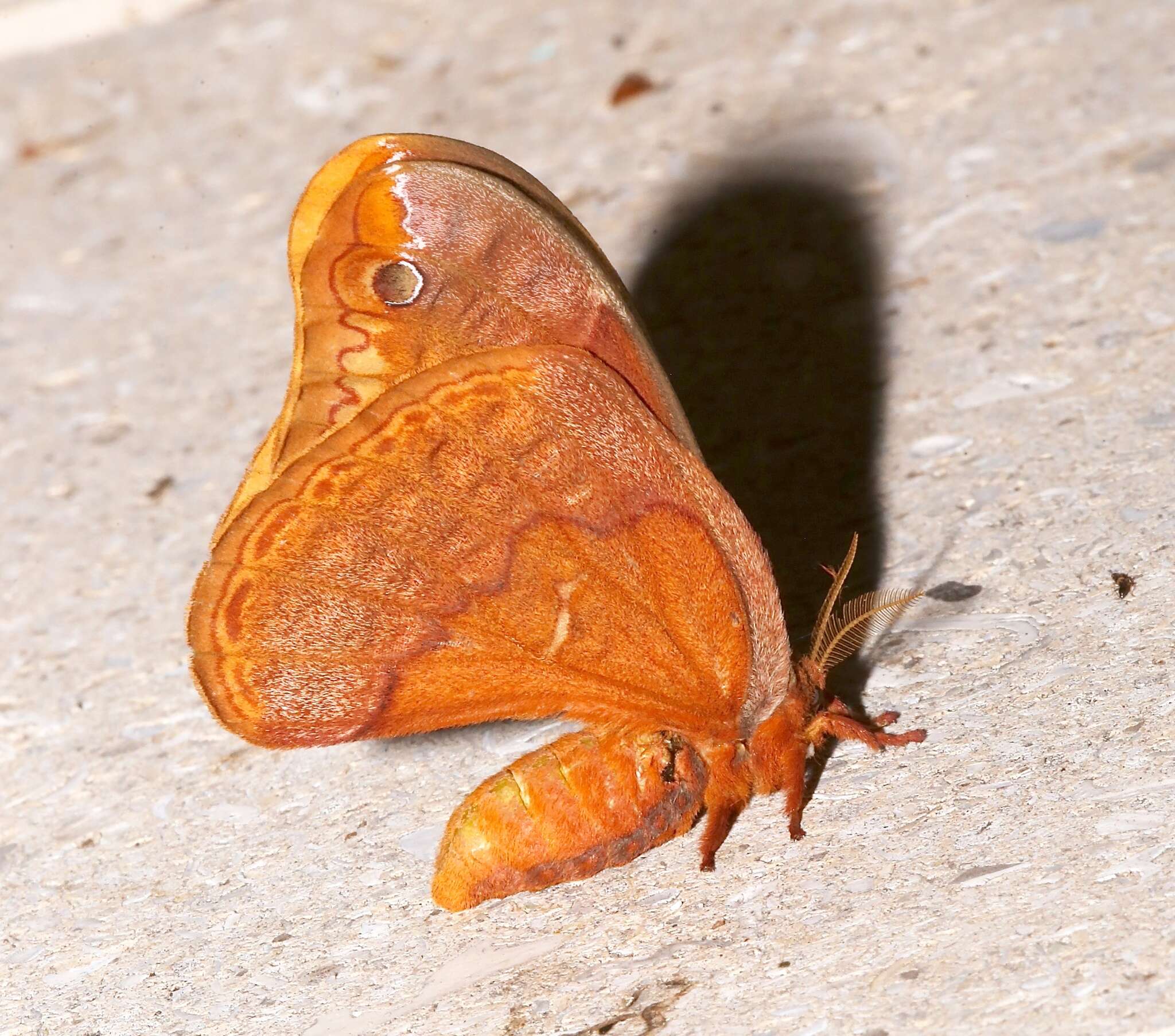 Image of Sweetbay Silk Moth