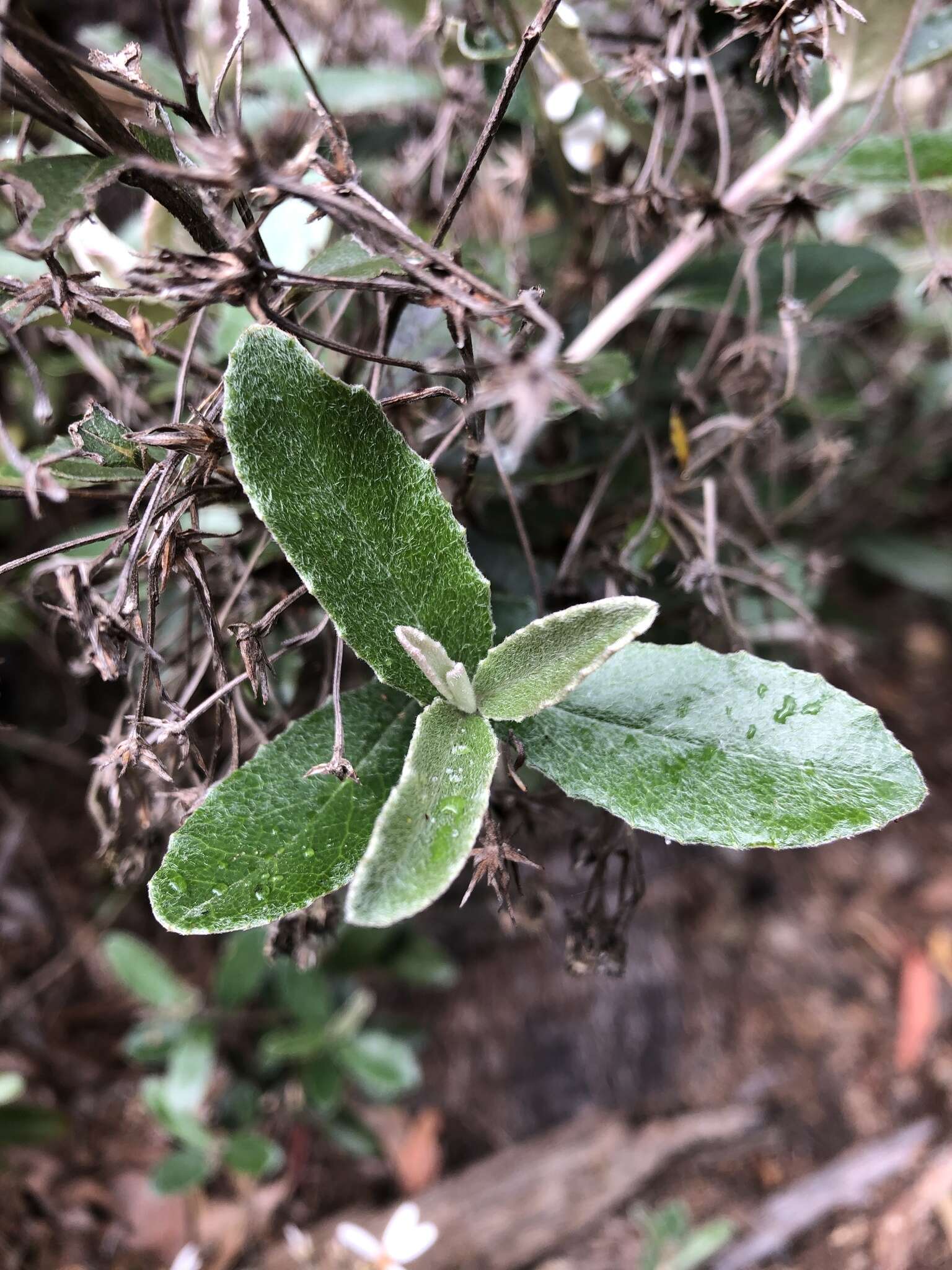 Image of Olearia myrsinoides (Labill.) F. Müll.