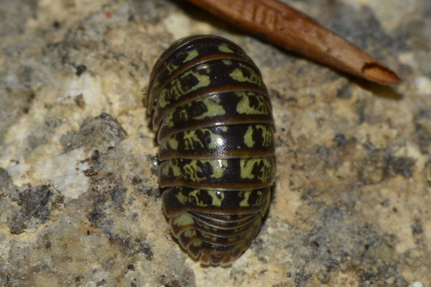 Imagem de Armadillidium pictum Brandt 1833