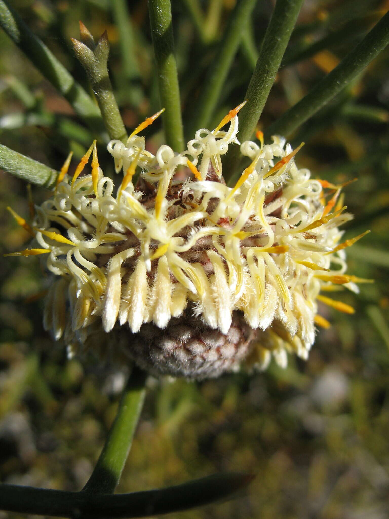 Image of nodding coneflower