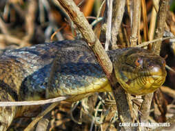 Image of Mississippi Green Water Snake