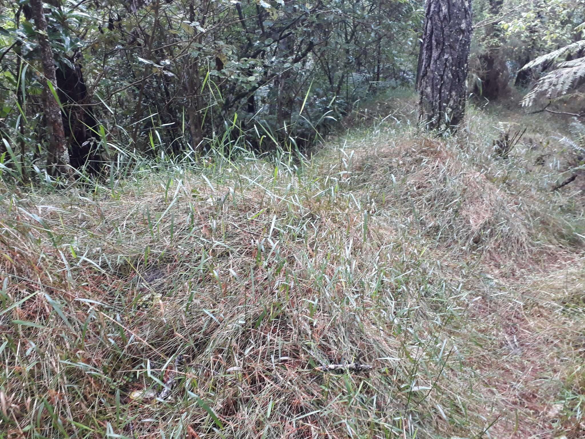 Image of Australian panicgrass