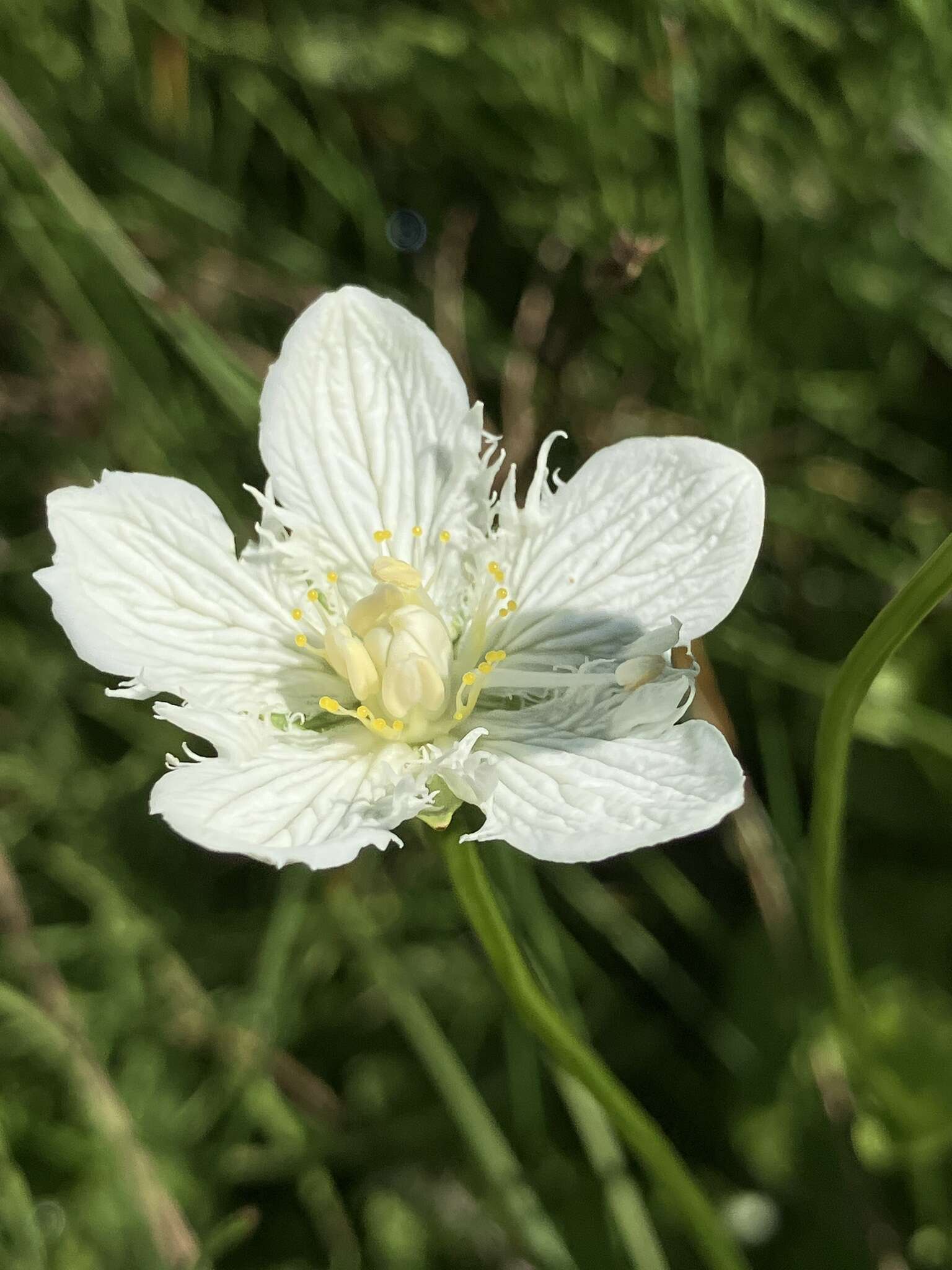 Image of fringed grass of Parnassus