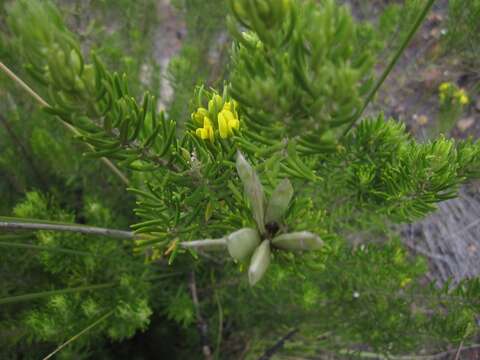 Plancia ëd Xiphotheca rosmarinifolia