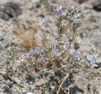 Image de Eriastrum eremicum (Jepson) Mason