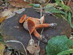 Слика од Lactarius aurantiacus (Pers.) Gray 1821