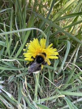 Image of Ashton's Cuckoo Bumblebee