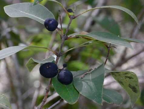 صورة Notelaea venosa F. Muell.