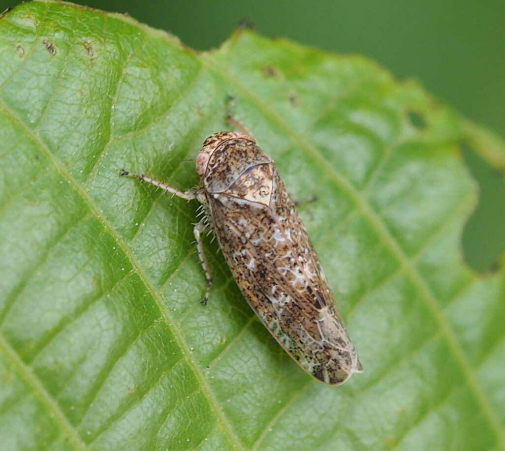 Слика од Allygidius atomarius (Fabricius 1794)