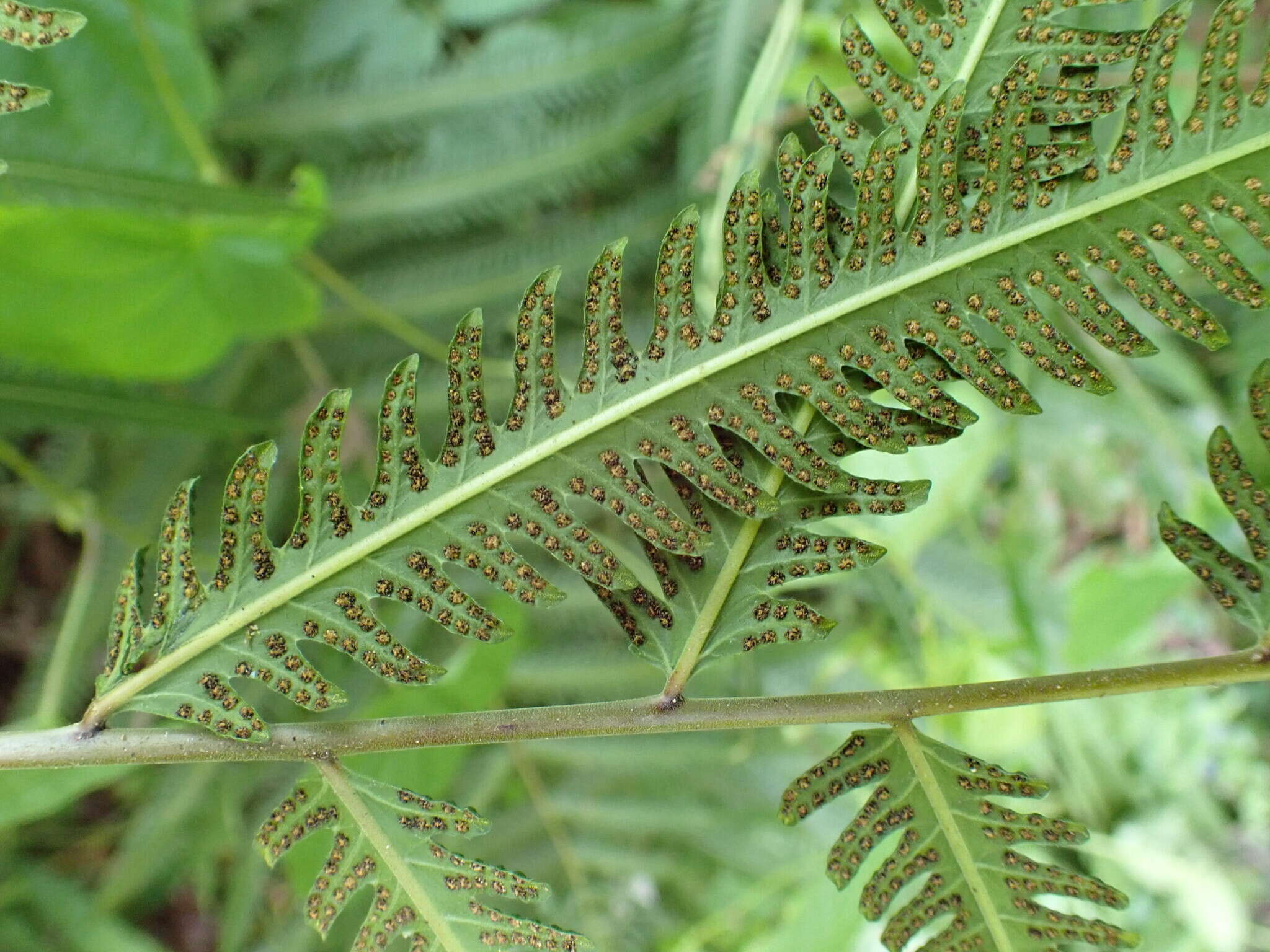 Image of Amblovenatum immersum (Blume) Mazumdar