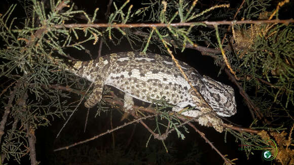 Image de Chamaeleo chamaeleon chamaeleon (Linnaeus 1758)