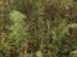 Image of Hakea decurrens subsp. physocarpa W. R. Barker