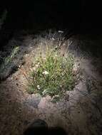 Image of Granite Boronia