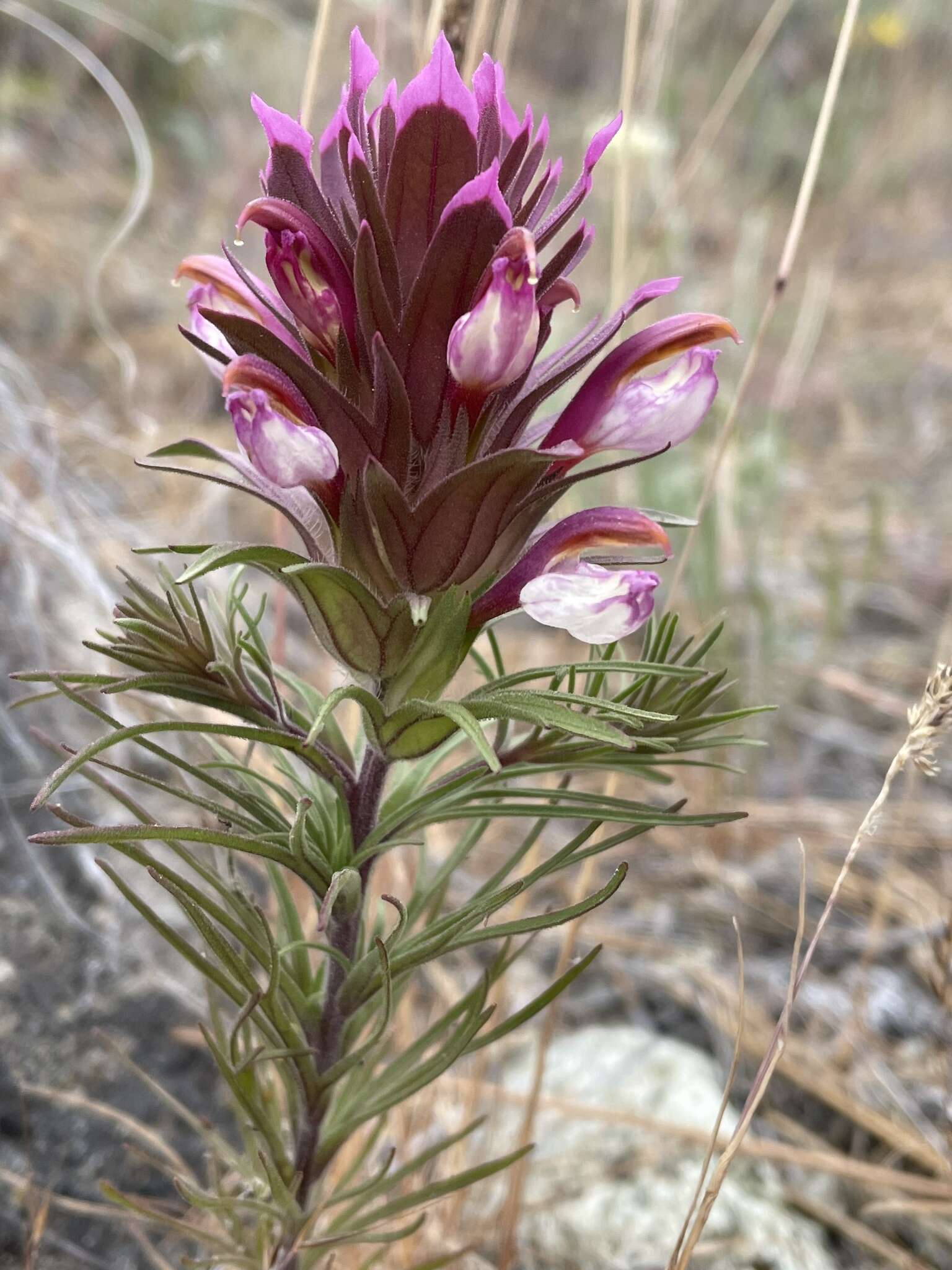 Image of Shasta owl's-clover