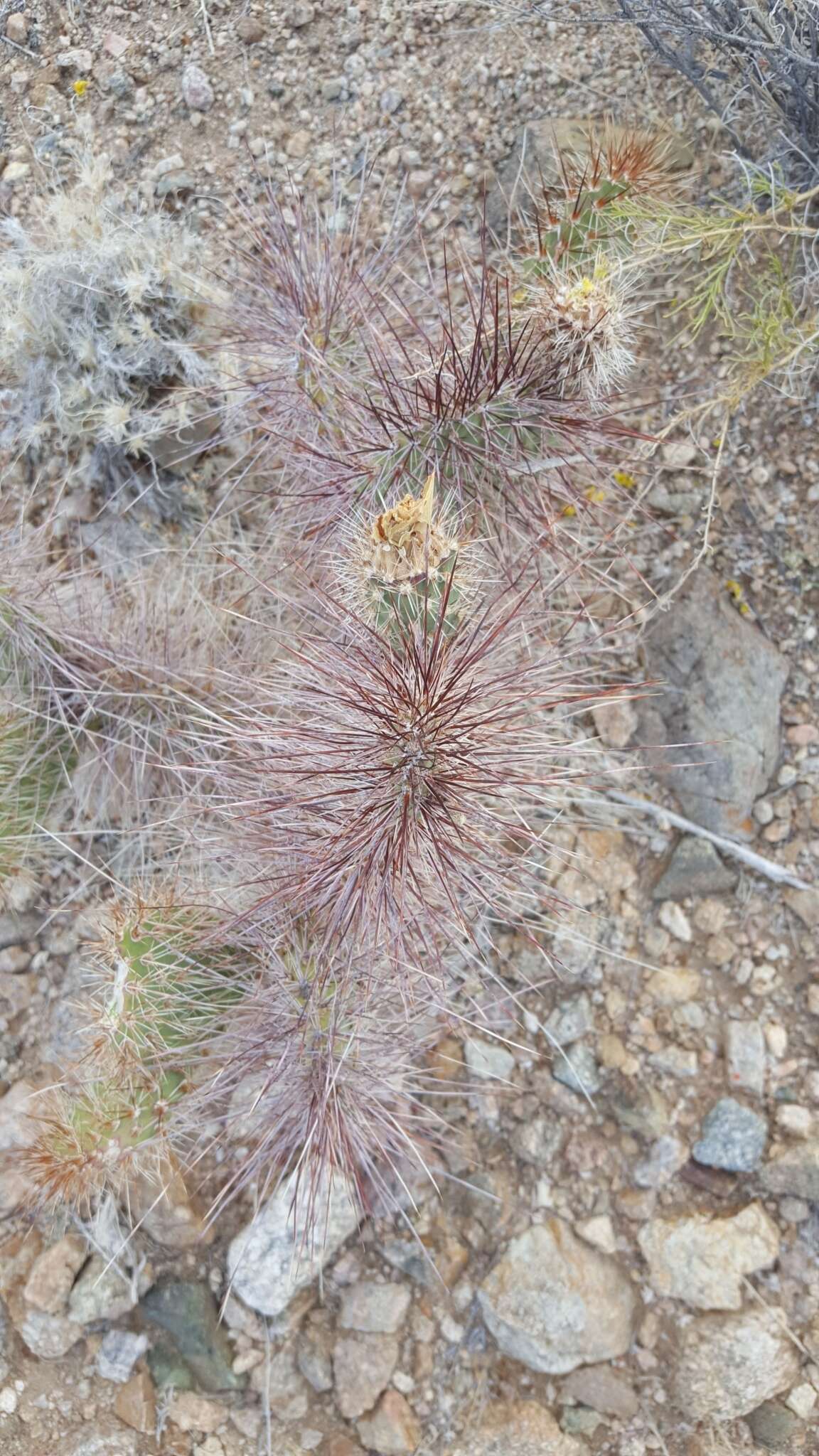 Image of grizzlybear pricklypear