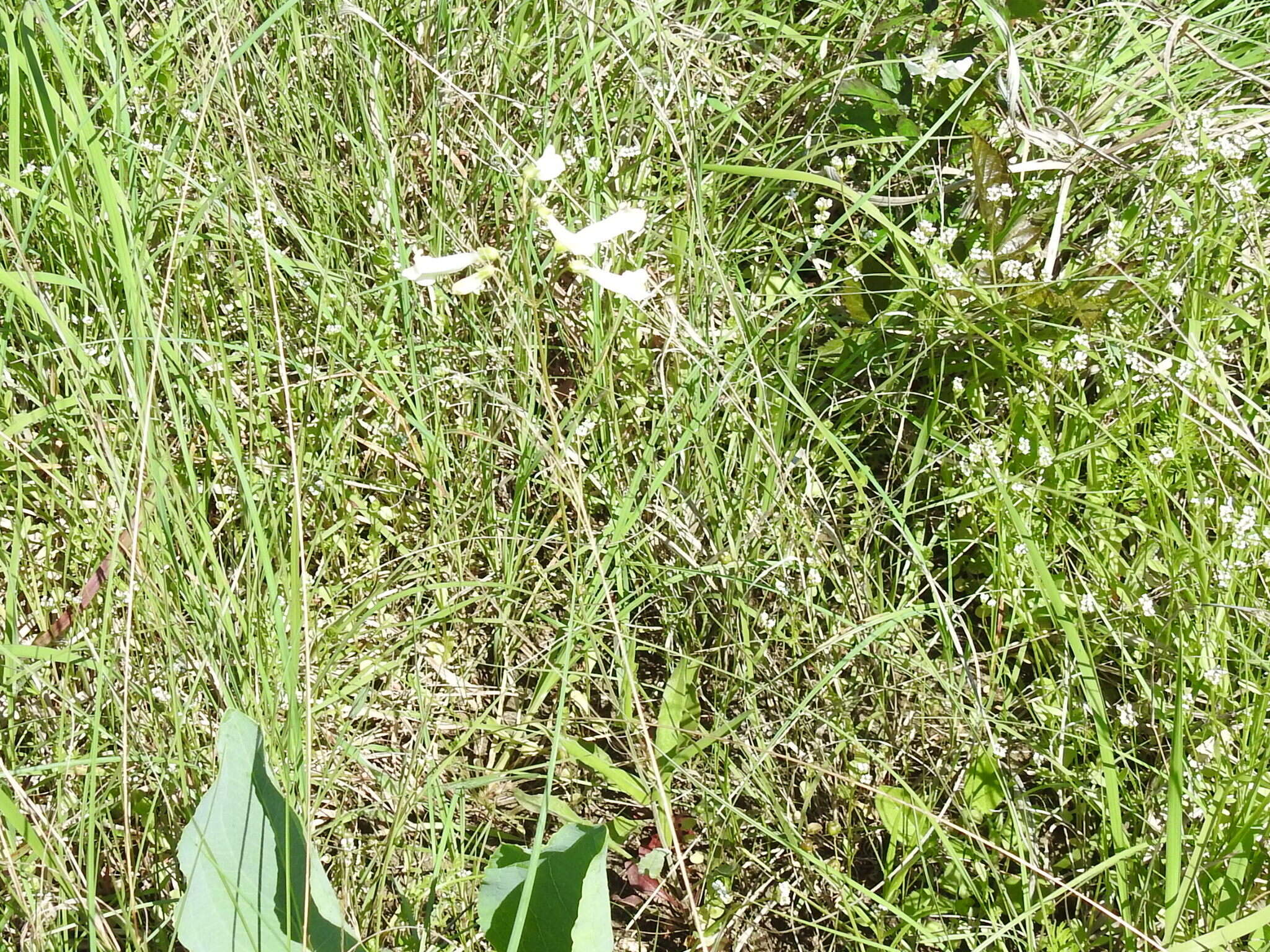 Image of Oklahoma beardtongue