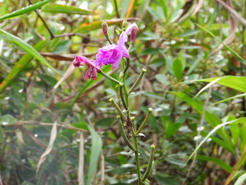 Bletia catenulata Ruiz & Pav. resmi