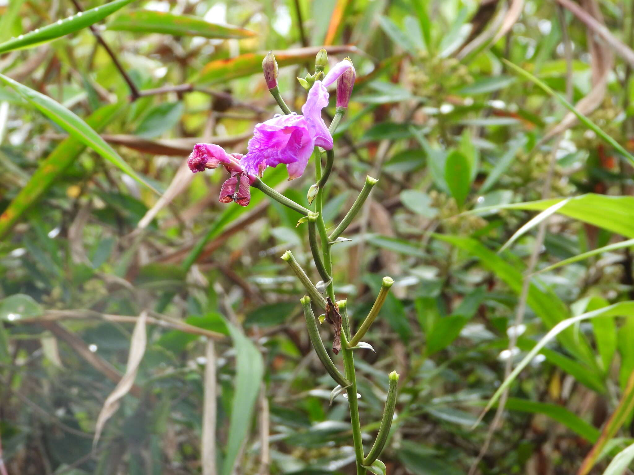 Image of Bletia catenulata Ruiz & Pav.