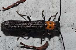 Image of Raspberry Cane Borer