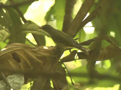 Image of Western Crowned Warbler