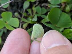 Image of Big-Foot Water-Clover