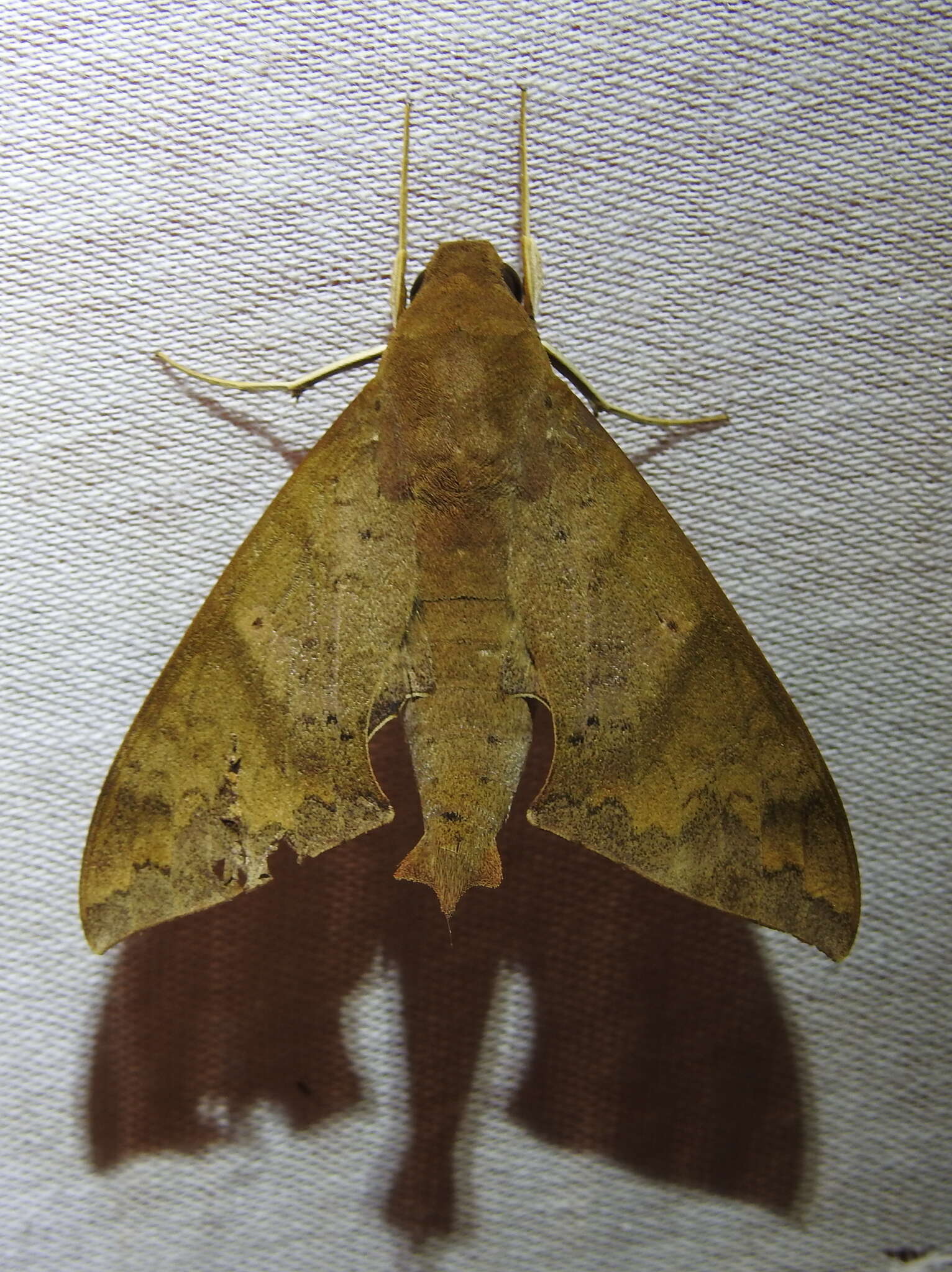 Image of False Fig Sphinx Moth